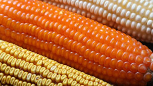DARK ORANGE YOLK EGGS fortified by non-GMO ‘orange corn’