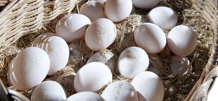 Biofortification Of Hen’s Egg