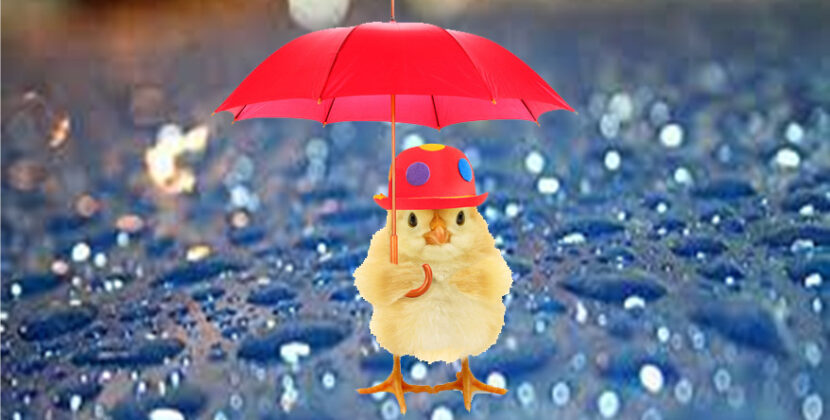 Article Monsoon Management for Poultry