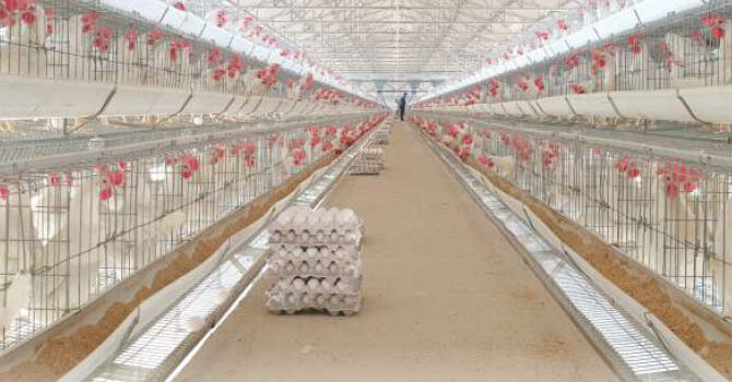 Poultry sector in India, witnessing a robust growth