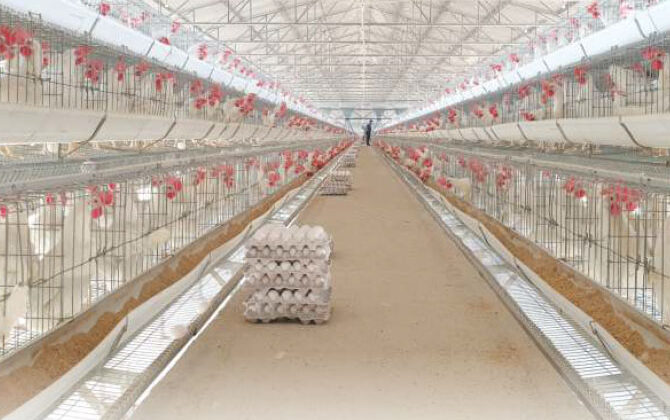 Poultry sector India