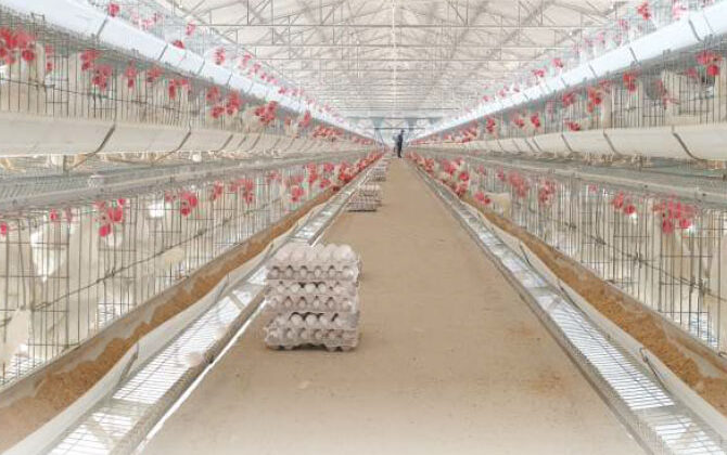 Poultry sector India