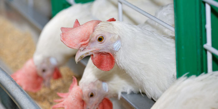 Importance of Probiotics in Poultry Industry for Food Safety Globally