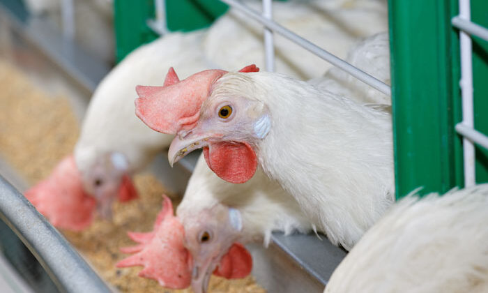 Poultry Probiotics article Illustrative