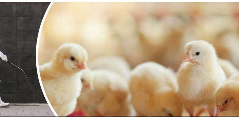 Disinfection of Poultry House