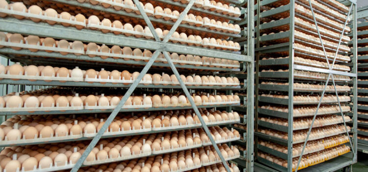 Poultry Hatchery and their Problems preventing the sector to grow