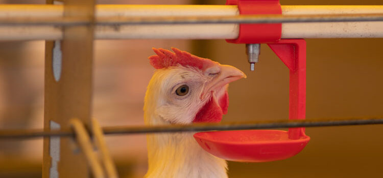 Ozone: The Next Big Thing in Poultry Farming
