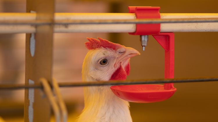 Ozone in Poultry Farming