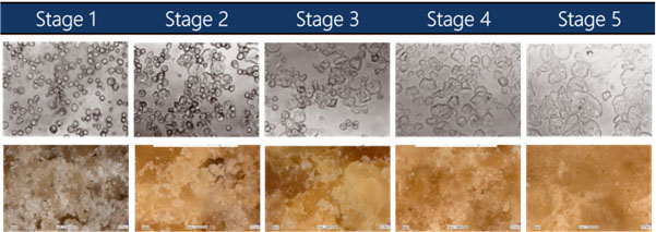 Stages of gelatinisation benchmark