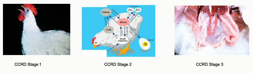 CCRD Stages