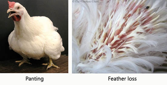 Poultry Panting, Feather loss
