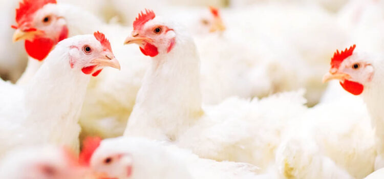 Overcoming Current Poultry Farming Challenges with Polyherbal Formulations