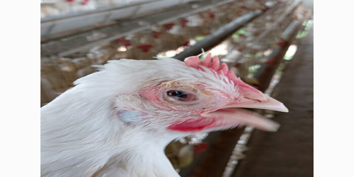 Understanding Mycoplasma gallisepticum infection in poultry.