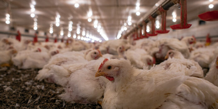 Impact Of Ammonia And Humidity On Poultry