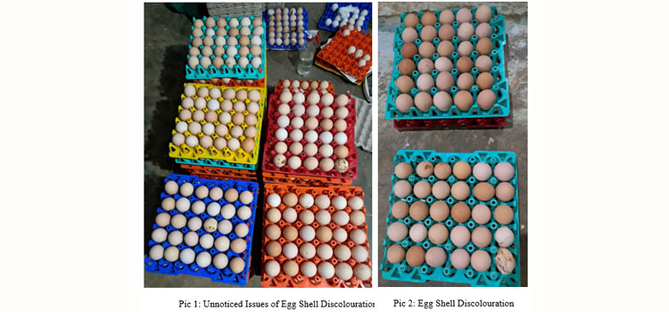 Egg shell article