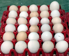 Pale eggs