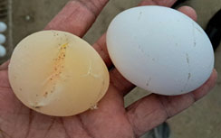 Soft Shell Eggs