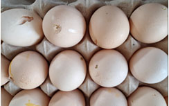 Cracked Egg