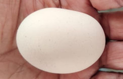 Misshapen Egg