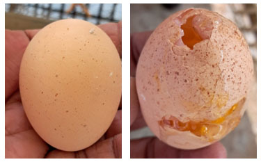 Spots on Egg Shell