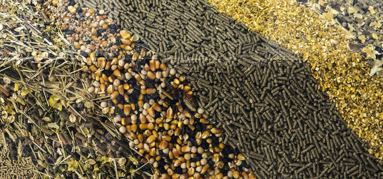 Feed Micronutrients Market Dynamics