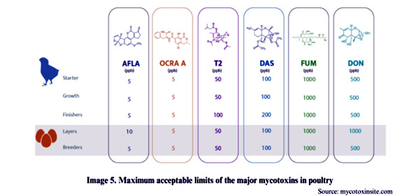 Maximum mycotoxin limits in poultry