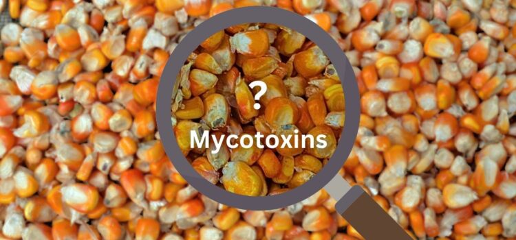 Mycotoxins- a menace in poultry and way to protect your flock