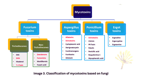 Mycotoxin classification based on fungi