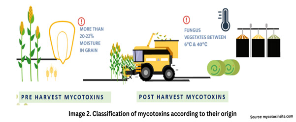 Mycotoxin classification according to pattern