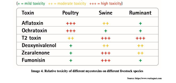 Mycotoxin toxicity