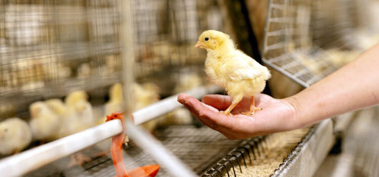 The transformation of Indian Poultry… “Indian Poultry 2.0”
