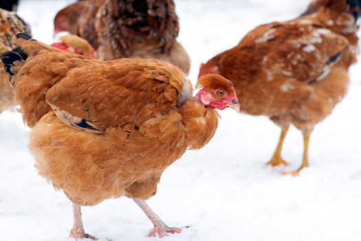 Winter Stress in Poultry