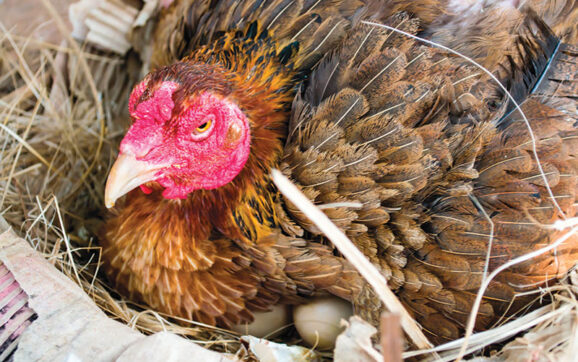 Stress and Poultry Production