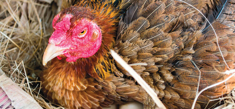 Stress and Poultry Production