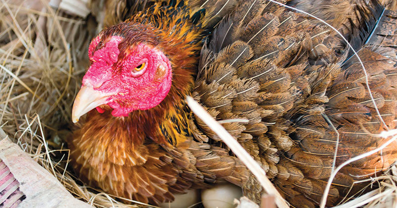 Stress and Poultry Production