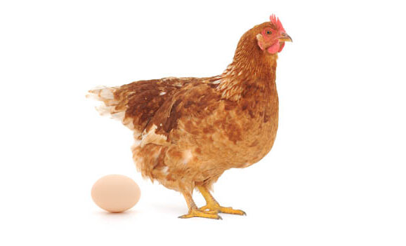 Pin Bone Syndrome in Commercial Chicken