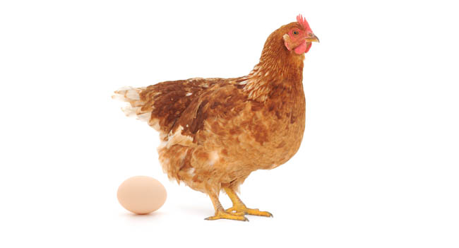 Pin Bone Syndrome in Commercial Chicken