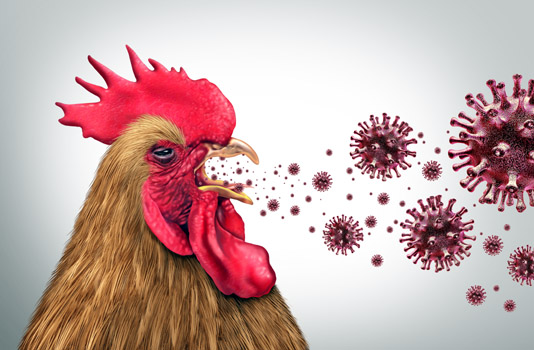 Viral Challenges in Poultry