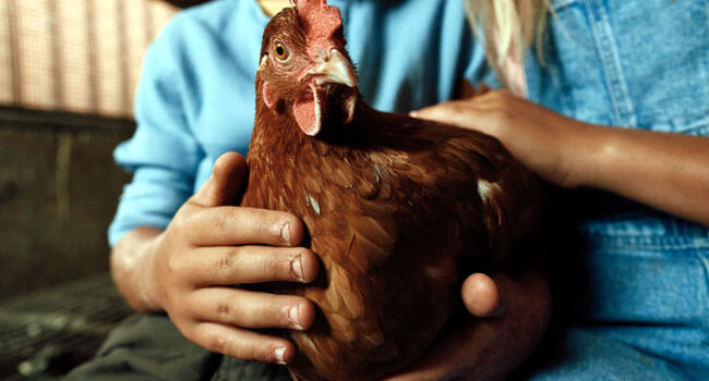 Boehringer Ingelheim launches 3-in-1 Poultry Vaccine in India