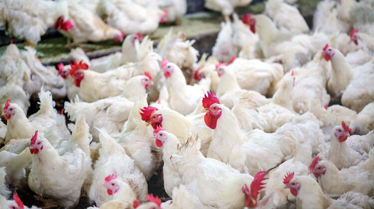 Poultry