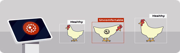 Fig: Bird’s health solutions in a poultry farm
