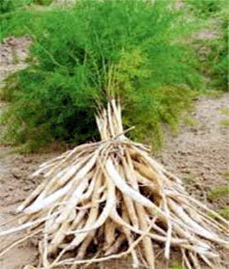 Asparagus racemosus - roots