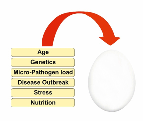 Egg production factors