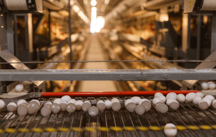 Reimagining Poultry