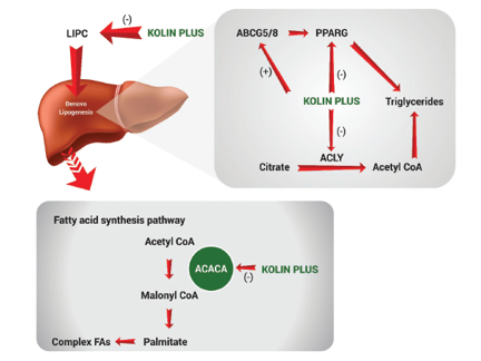 Figure 1. Effect of KP on gene expression related to de novo lipogenesis.