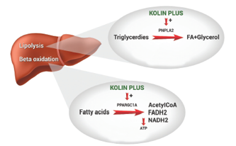 Fig 2: Effect of KP on catabolism of lipids (lipolysis and beta-oxidation of fatty acids.